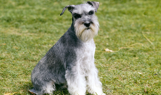 Breeds of dogs with which it is not necessary to walk and which don't fade