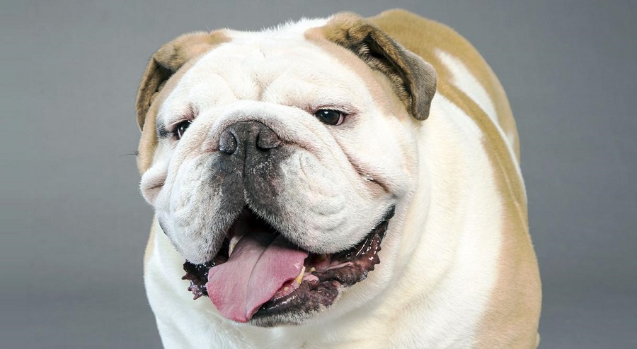 Medium-sized dog breeds for apartment and houses