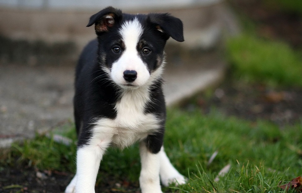 Medium-sized dog breeds for apartment and houses