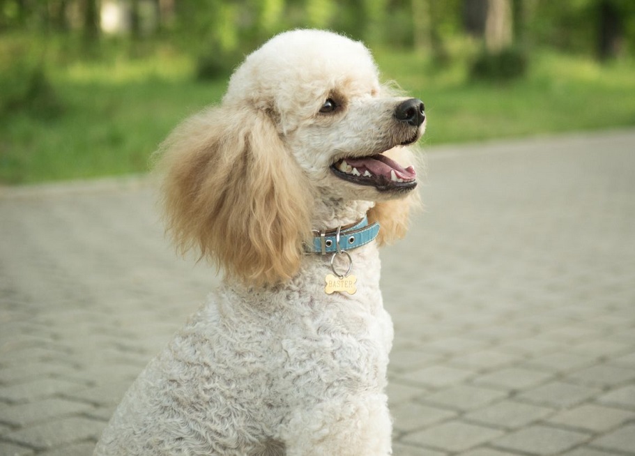 Medium-sized dog breeds for apartment and houses