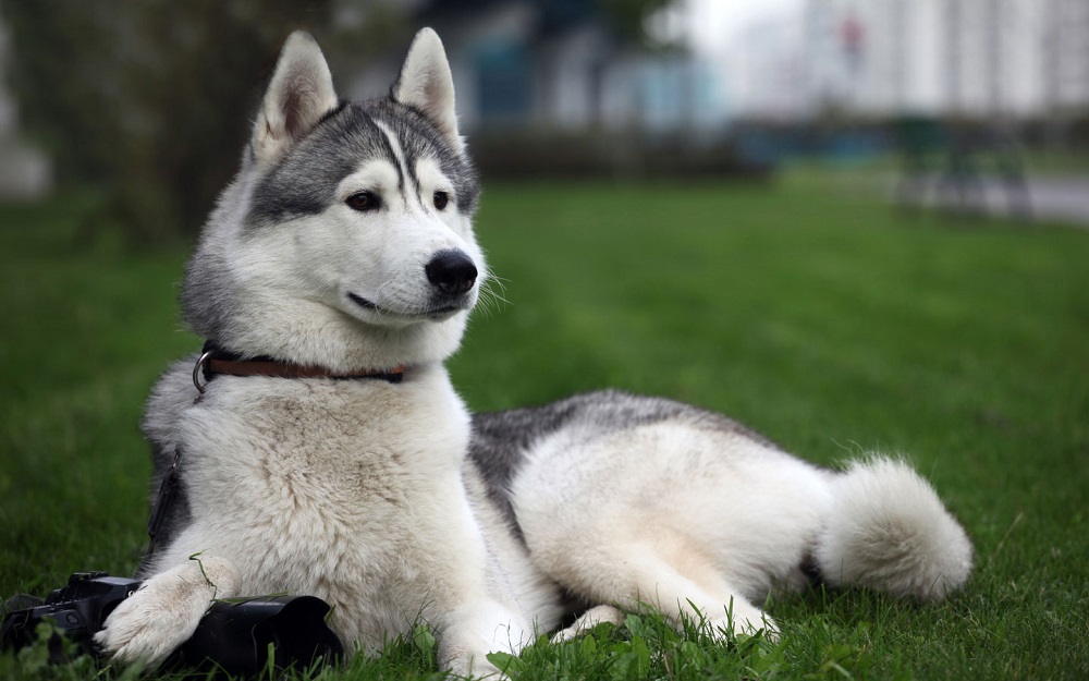 Medium-sized dog breeds for apartment and houses