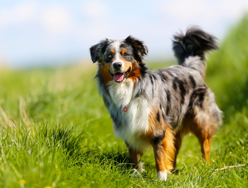Medium-sized dog breeds for apartment and houses