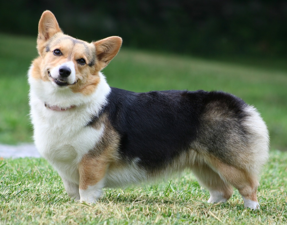 Medium-sized dog breeds for apartment and houses