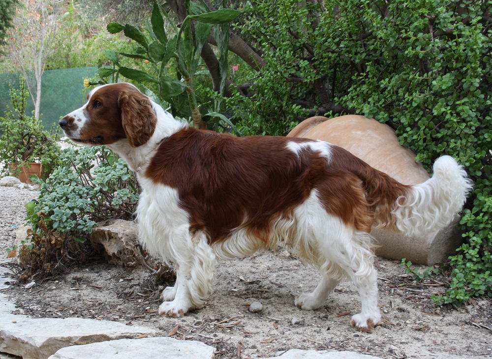 Medium-sized dog breeds for apartment and houses