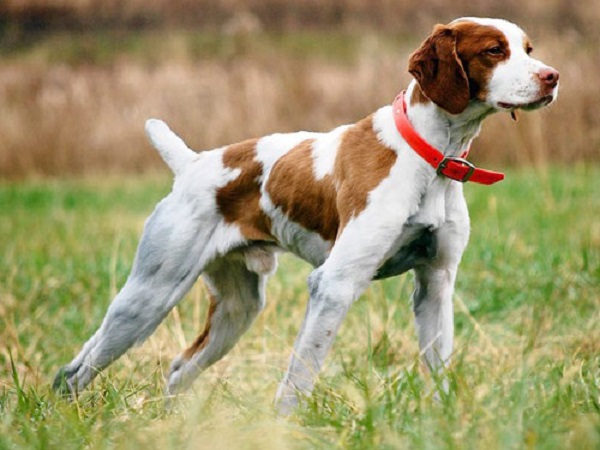 Medium-sized dog breeds for apartment and houses