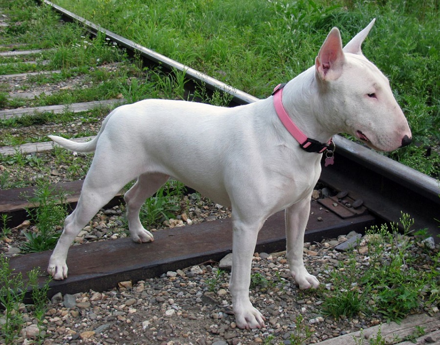 Medium-sized dog breeds for apartment and houses