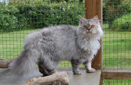 Breeds of curly cats with photos and names