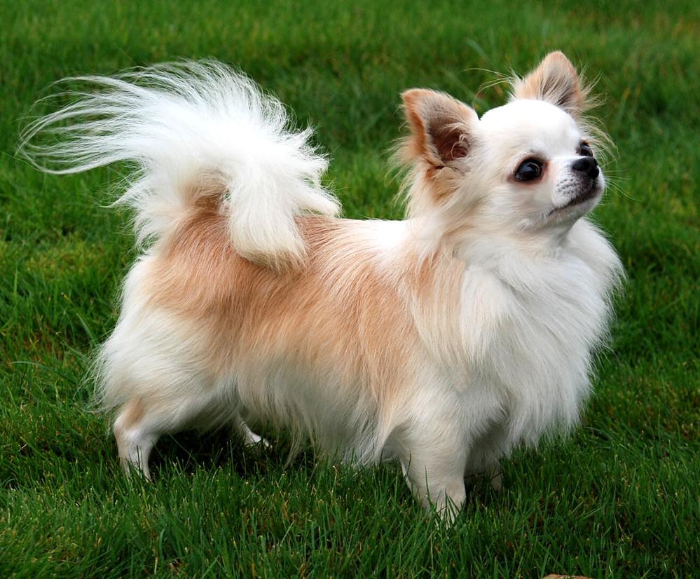 Chihuahua breed