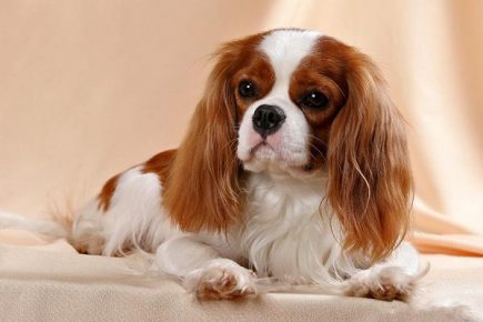 Devoted King Charles Spaniel