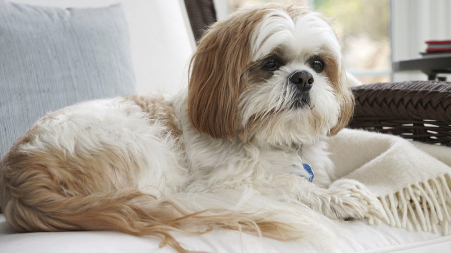 Shih Tzu Dog Breed