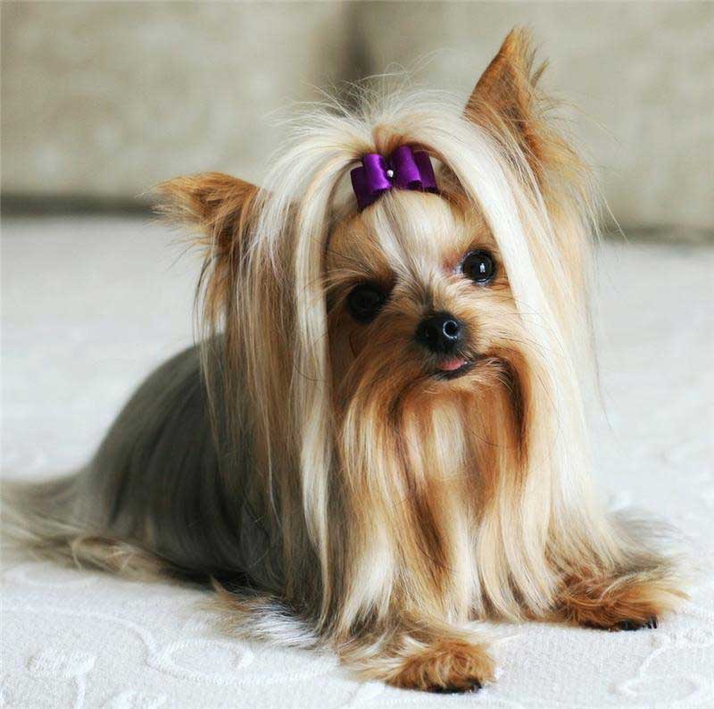 Photo of the Yorkshire Terrier