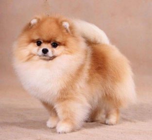 Fluffy Pomeranian