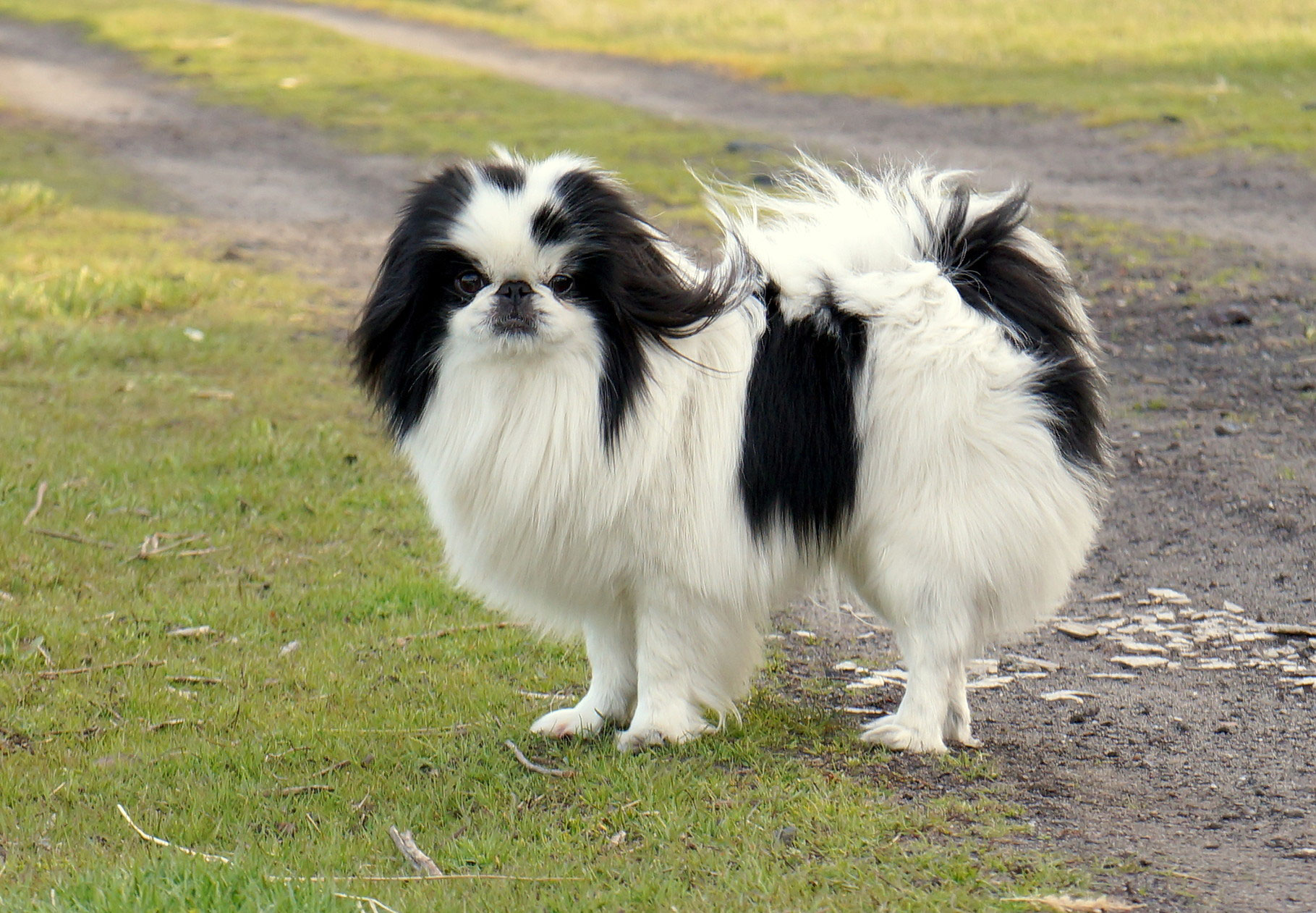 Little Japanese Chin