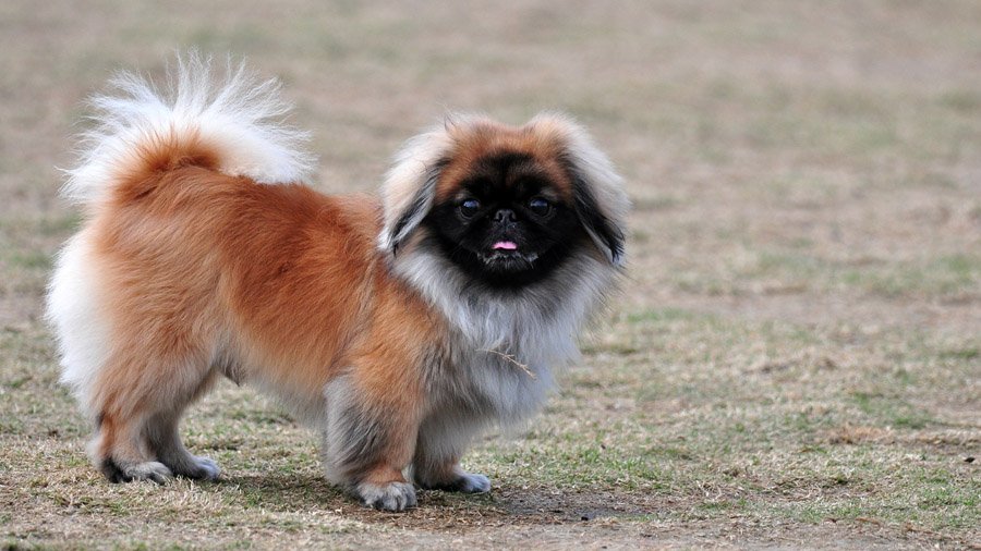 Stubborn Pekingese