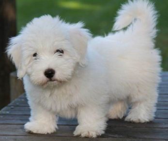 Breed of the Coton de Tulear