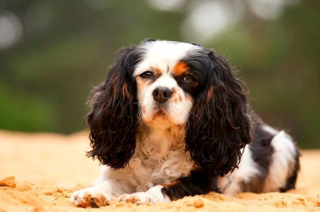 The complaisant character, activity, love for the owners - this is how the spaniel can be characterized