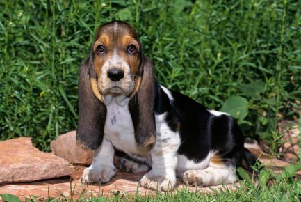 Three-color Basset Hound puppy