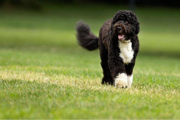 beautiful portuguese water dog