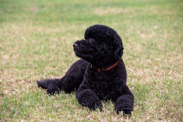 Portuguese Water Dog Lies