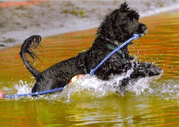 Portuguese water dog in the water