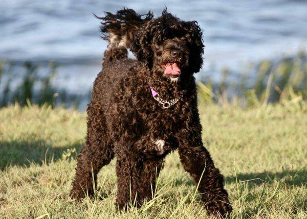 Portuguese water dog in nature