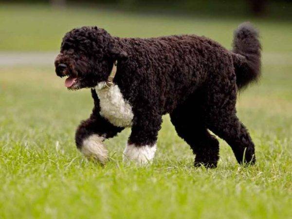 Portuguese water dog walks