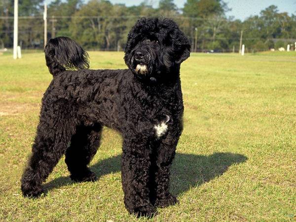 Portuguese water dog description