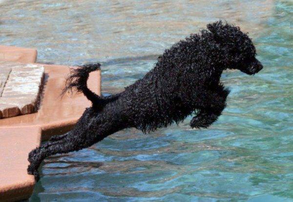 Portuguese water dog jumps into the water