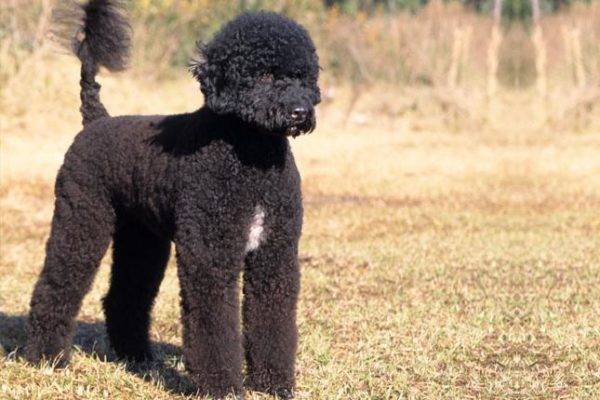 Portuguese water dog black and white
