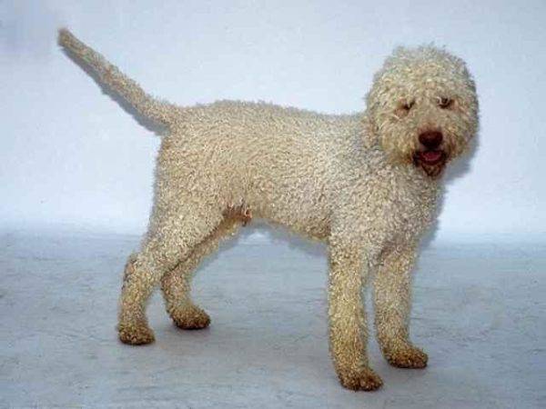 Portuguese Water Dog White