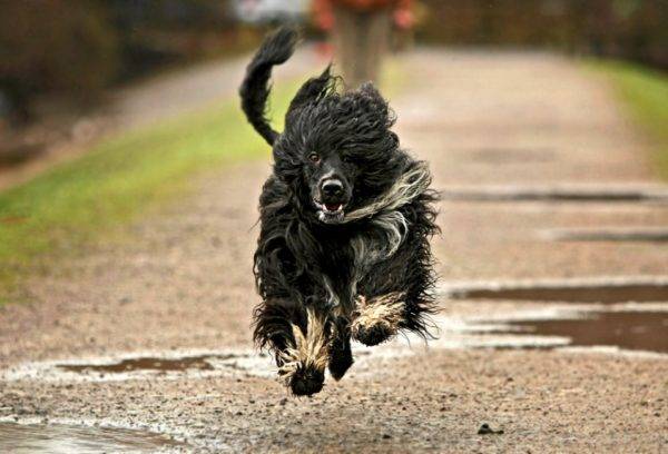 Portuguese Water Dog Runs