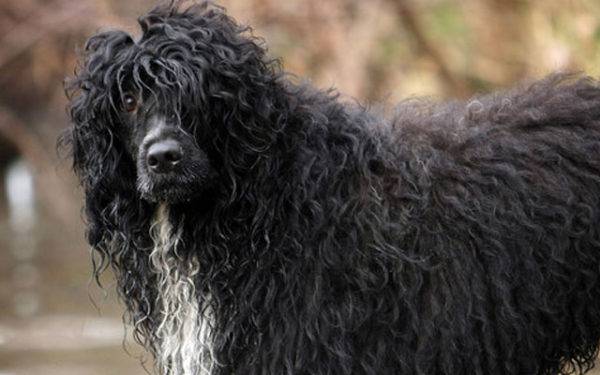 Portuguese Water Dog Watching