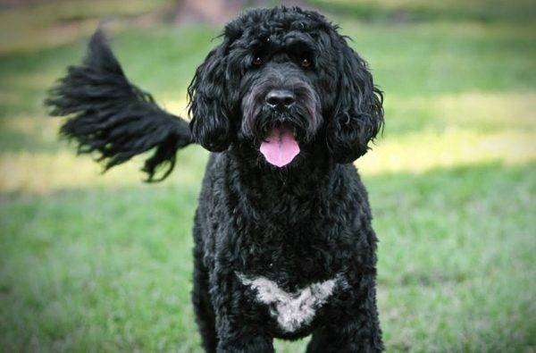 Wonderful Portuguese Water Dog