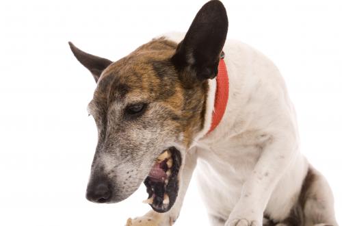 Persistent vomiting in dogs