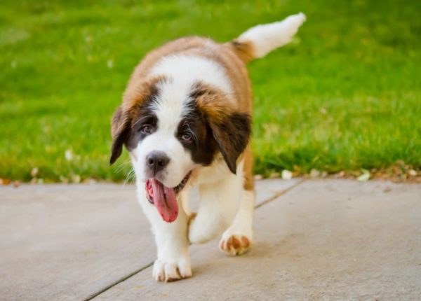 Do the dogs sweat. Norm or symptom of the disease. Read the article.