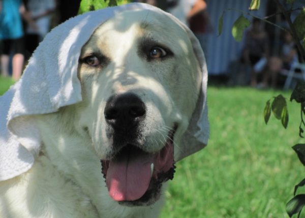 Do the dogs sweat. Read the article.
