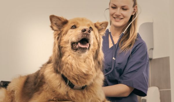 Do dogs sing