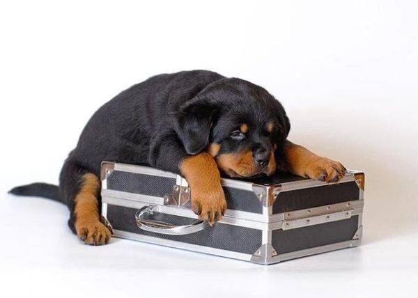 dog and a suitcase