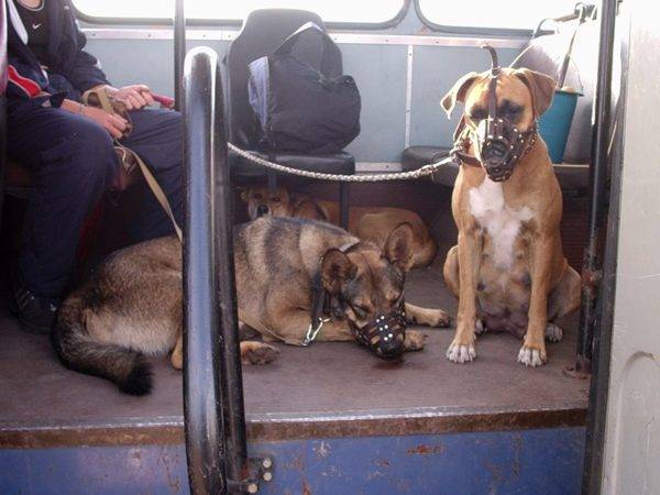 Carriage of dogs in public transport