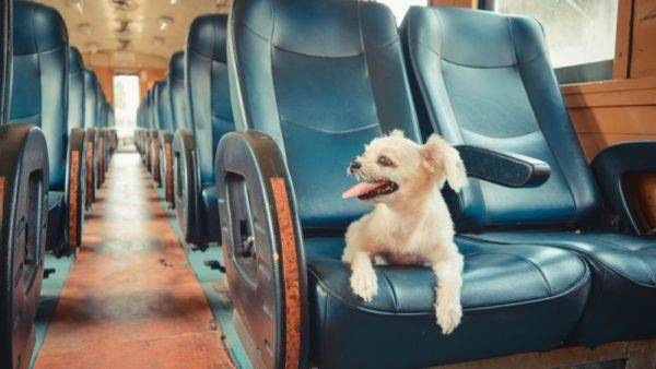 dog carriage