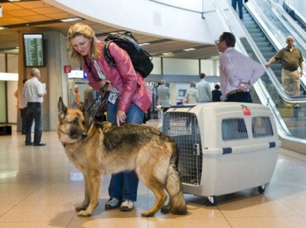 Air transportation of dogs outside the borders of the state