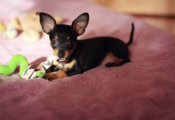 Little Prague rat rat