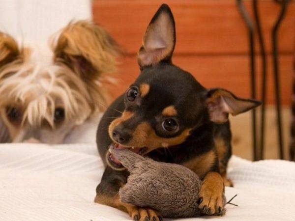 Prague rat with a toy