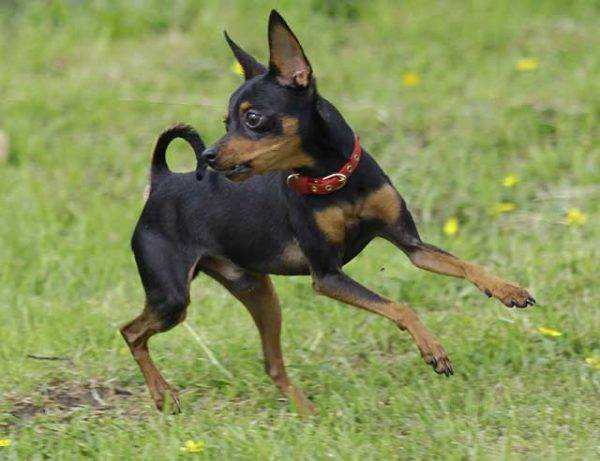 The Prague rat rat black and tan