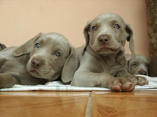Funny nicknames for dogs girls