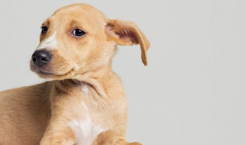 The use of ear drops for dogs