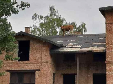 Cow on the Roof