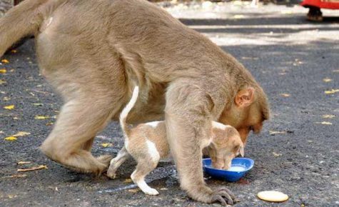 The monkey feeds the puppy