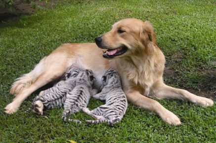 adoptive mothers for animals
