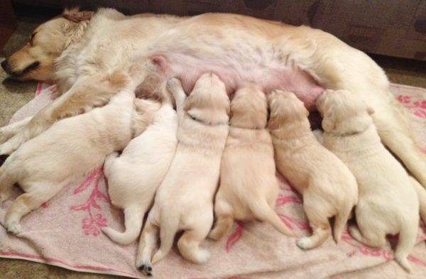 a lot of puppies with mom